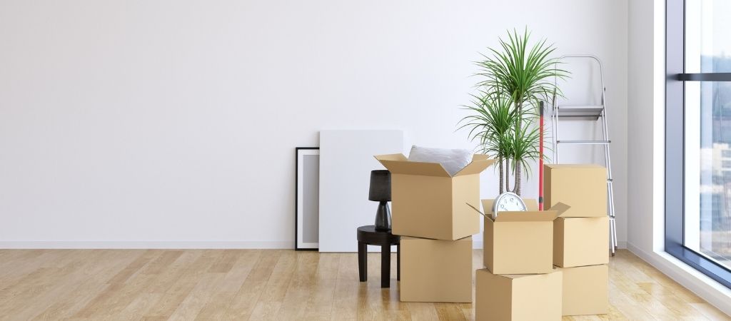 Planta en interior rodeada de cajas de cartón lista para ser trasladada durante una mudanza organizada